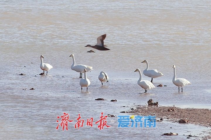群鸟翩飞入画来！济南玉清湖水库沉沙池湿地风光旖旎