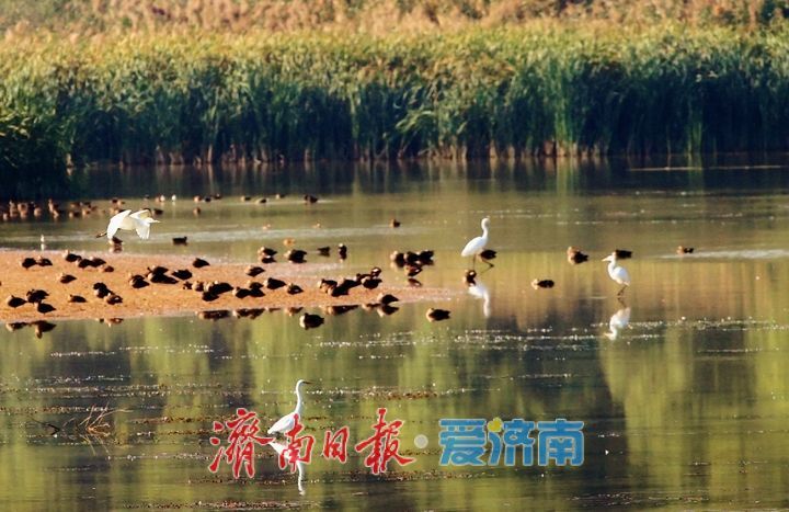 群鸟翩飞入画来！济南玉清湖水库沉沙池湿地风光旖旎