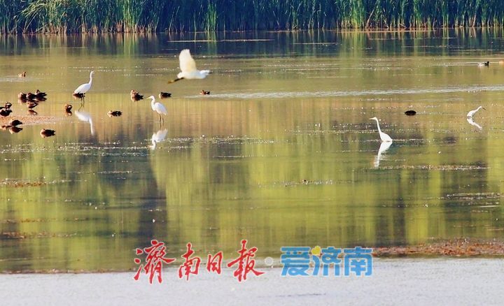 群鸟翩飞入画来！济南玉清湖水库沉沙池湿地风光旖旎