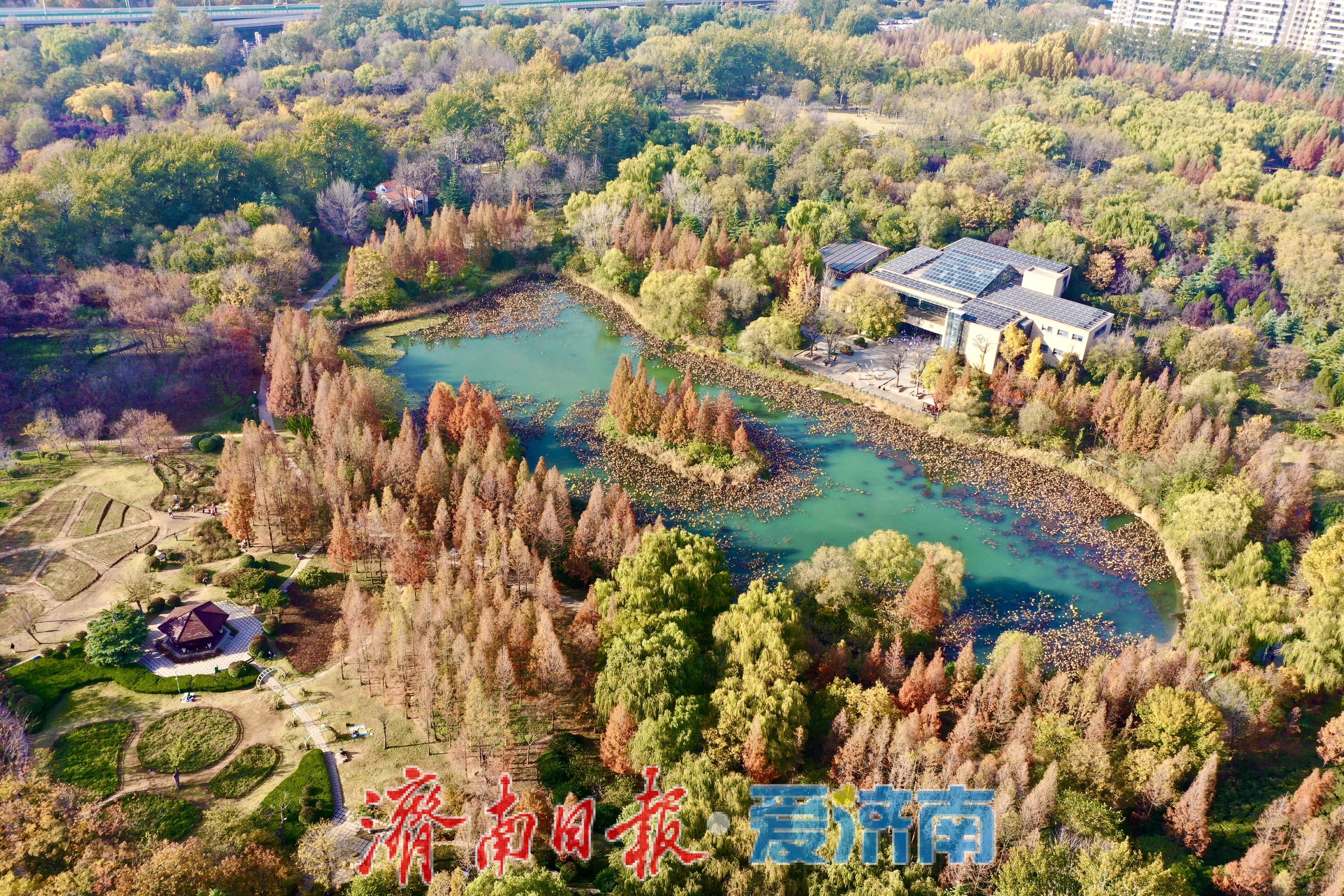 一年四季 泉在济南丨银杏洒金秋意浓 公园变身“天然影棚”
