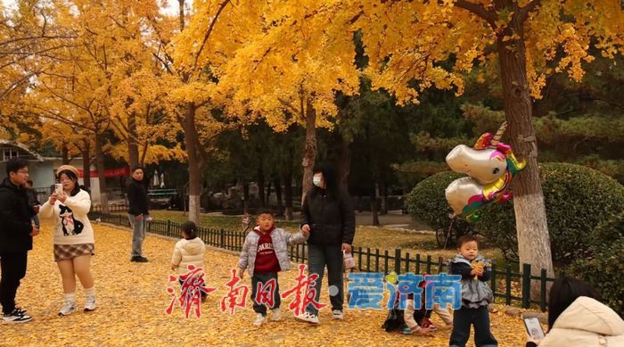 一年四季 泉在济南丨赴一场浪漫之约，公园景区最美落叶景观上线
