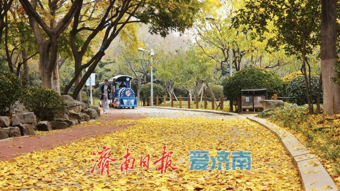一年四季 泉在济南丨赴一场浪漫之约，公园景区最美落叶景观上线
