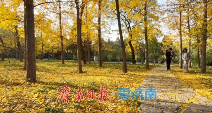 一年四季 泉在济南丨赴一场浪漫之约，公园景区最美落叶景观上线