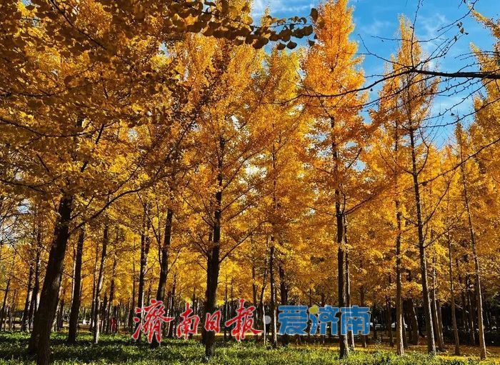 一年四季 泉在济南丨赴一场浪漫之约，公园景区最美落叶景观上线