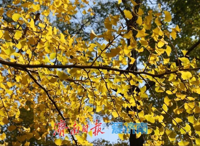 一年四季 泉在济南丨赴一场浪漫之约，公园景区最美落叶景观上线