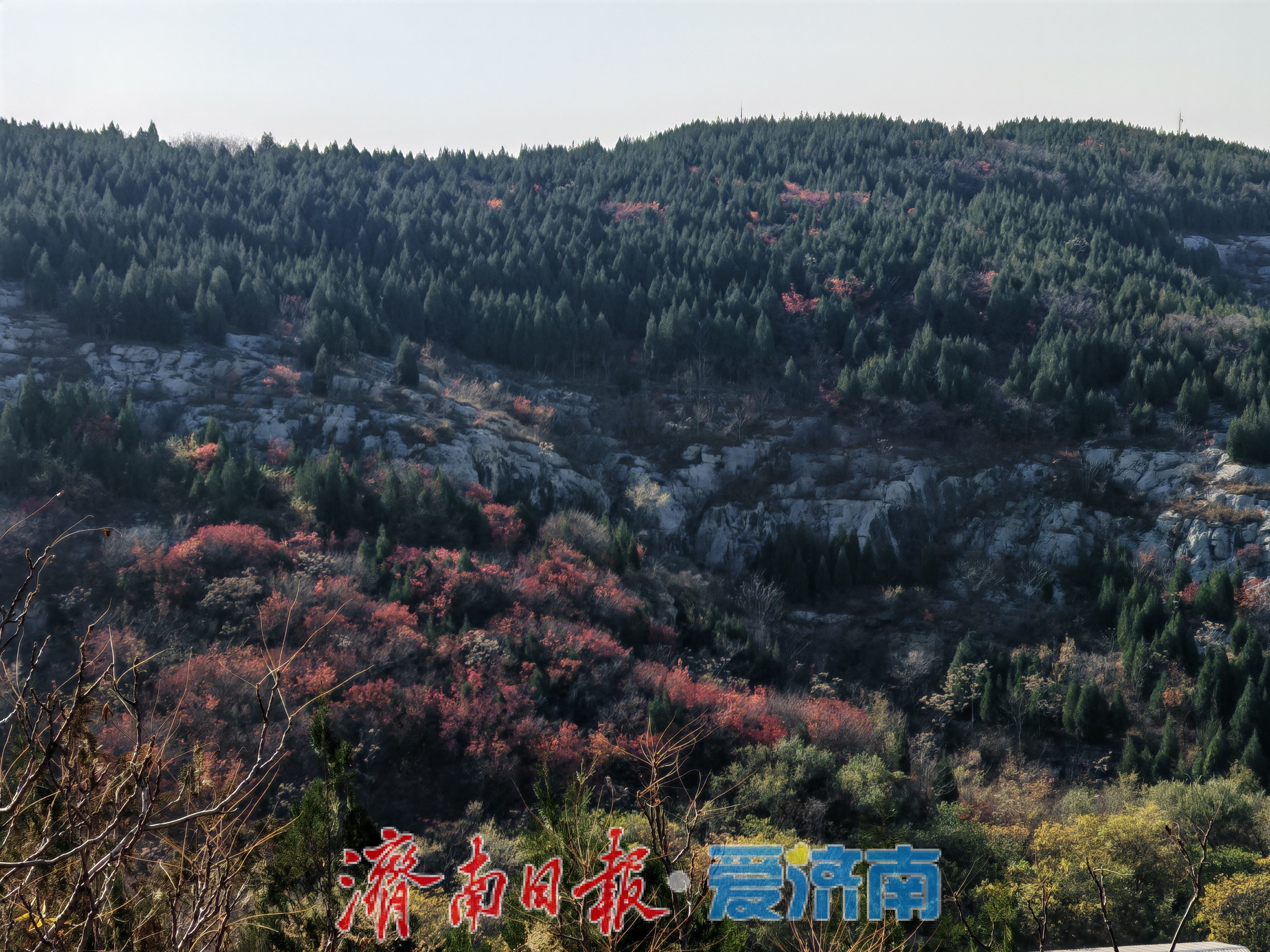 一年四季 泉在济南丨腊山冬日正当“红”