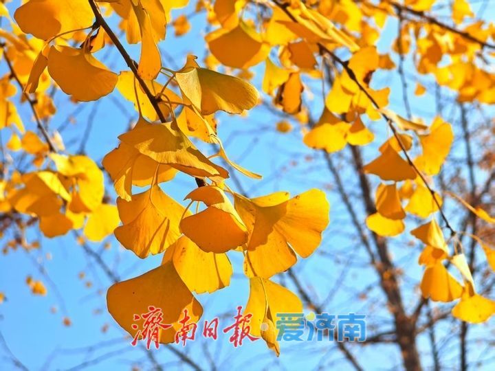 黄河银杏:初冬不褪的金黄盛景