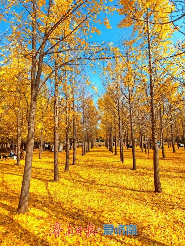 黄河银杏:初冬不褪的金黄盛景
