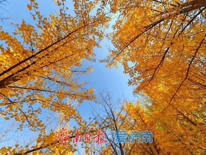 黄河银杏:初冬不褪的金黄盛景