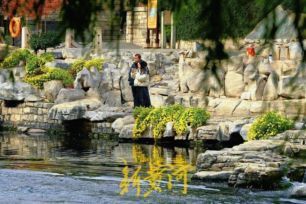 金菊绽放 扮靓冬日济南护城河畔