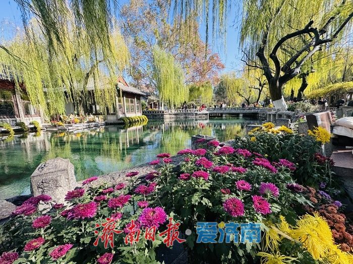 泉映蓝天柳拂岸 初冬趵突泉藏清趣