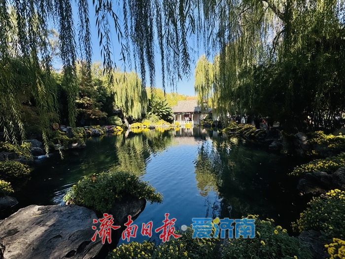 泉映蓝天柳拂岸 初冬趵突泉藏清趣