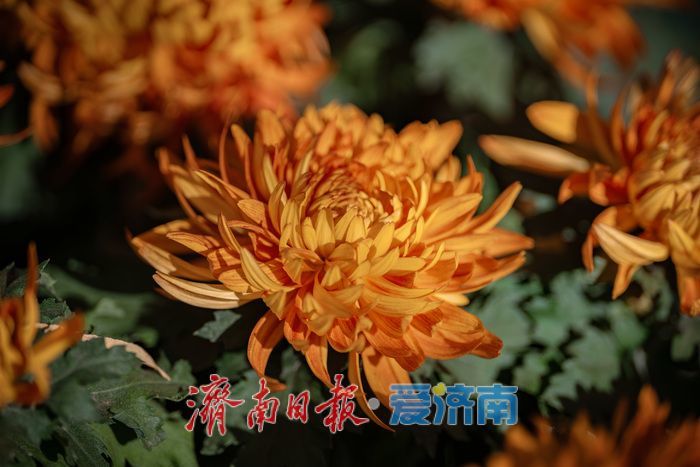 济南趵突泉菊展：初冬时节菊花争艳 满园锦绣引客来