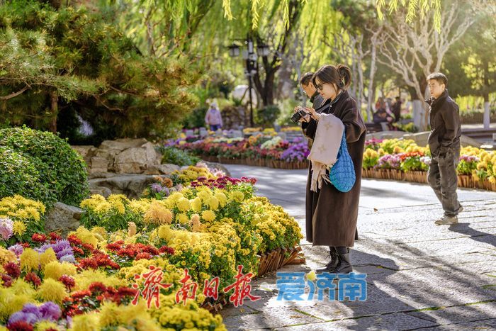 济南趵突泉菊展：初冬时节菊花争艳 满园锦绣引客来