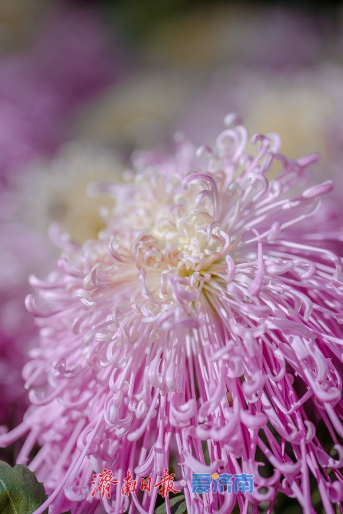 济南趵突泉菊展：初冬时节菊花争艳 满园锦绣引客来