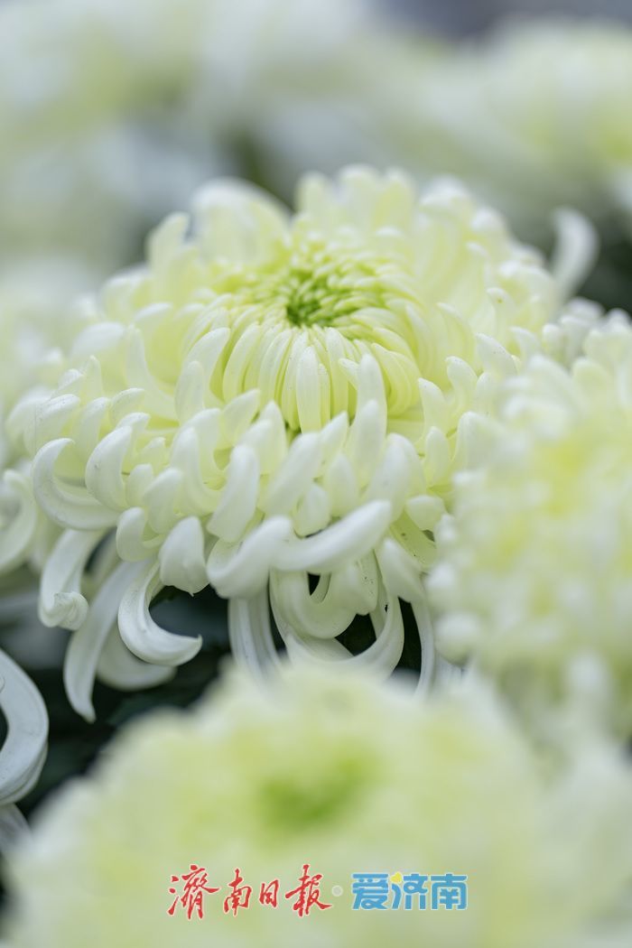 济南趵突泉菊展：初冬时节菊花争艳 满园锦绣引客来