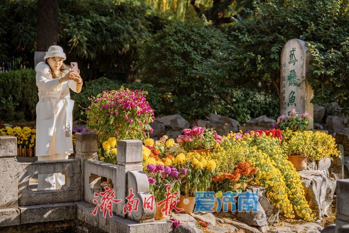 济南趵突泉菊展：初冬时节菊花争艳 满园锦绣引客来