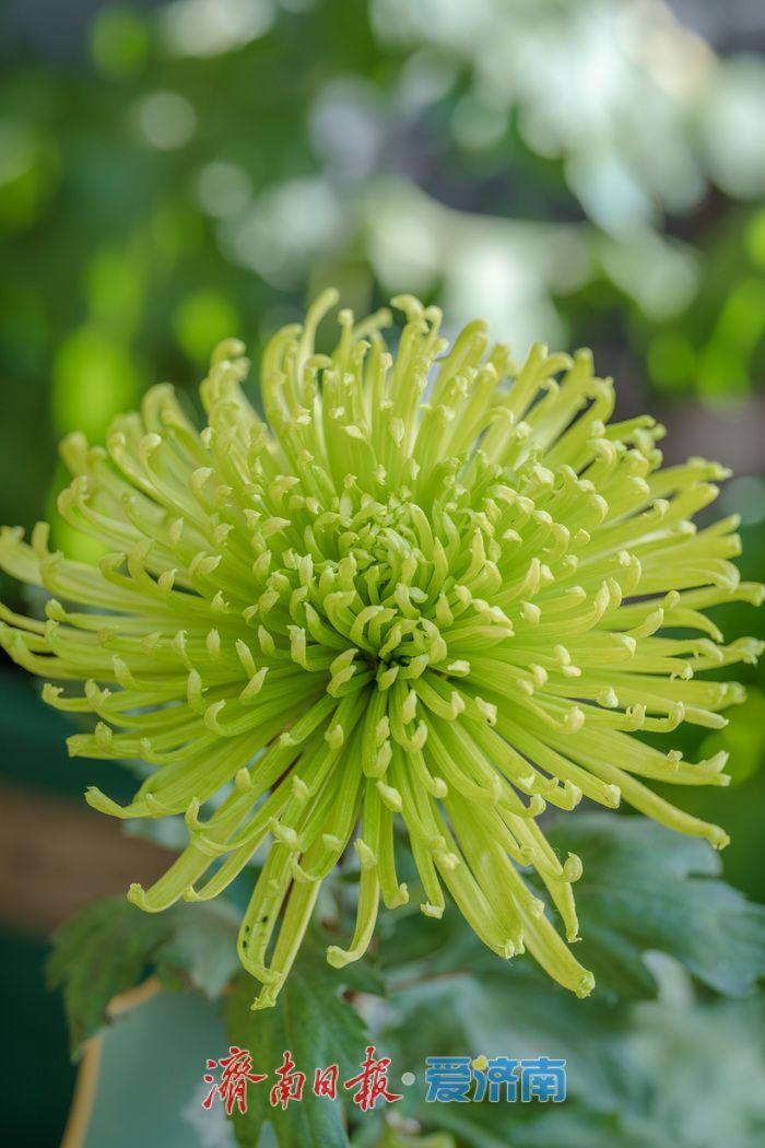 济南趵突泉菊展：初冬时节菊花争艳 满园锦绣引客来