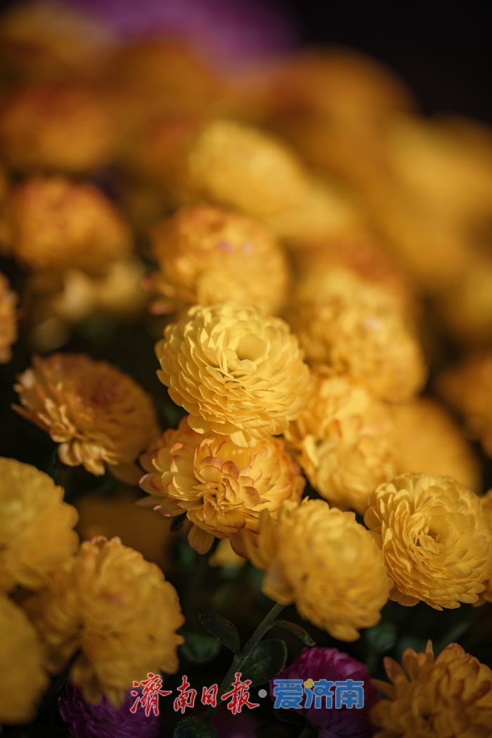 济南趵突泉菊展：初冬时节菊花争艳 满园锦绣引客来