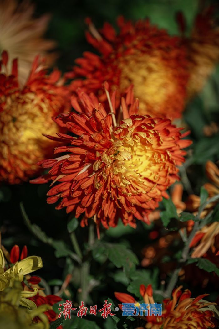 济南趵突泉菊展：初冬时节菊花争艳 满园锦绣引客来