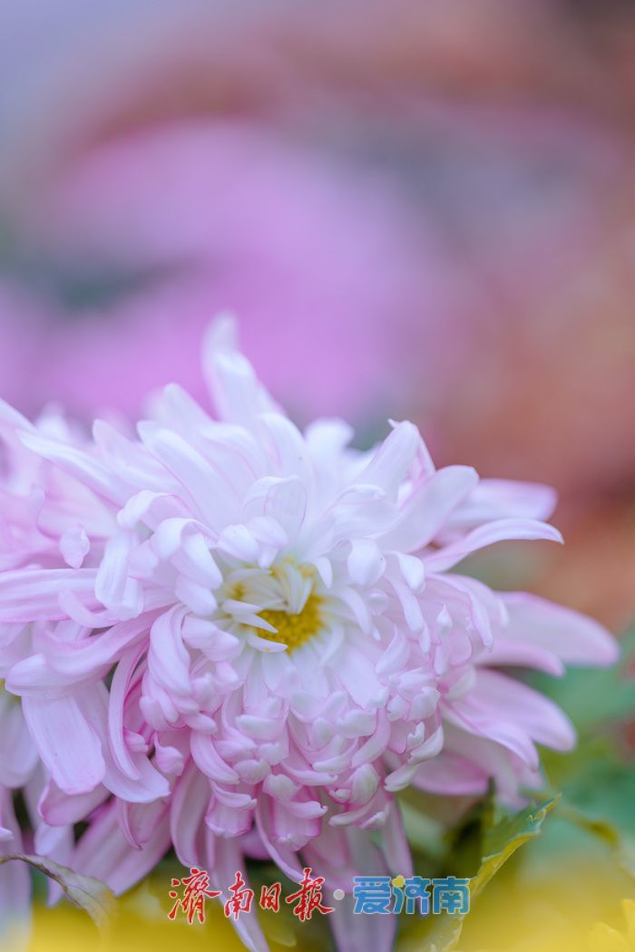 济南趵突泉菊展：初冬时节菊花争艳 满园锦绣引客来