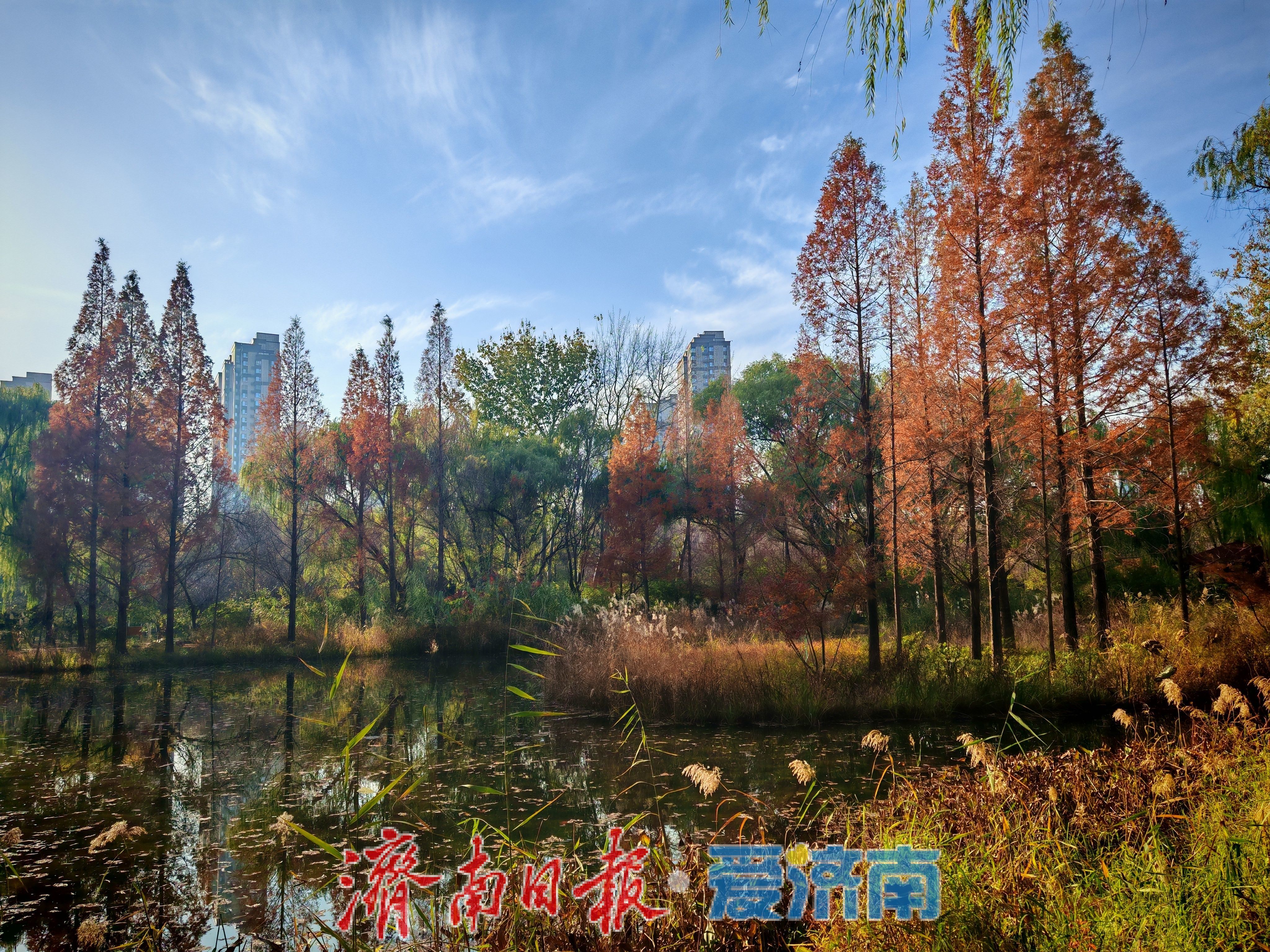 济南森林公园水杉林“红”了，这份惊艳藏不住了！