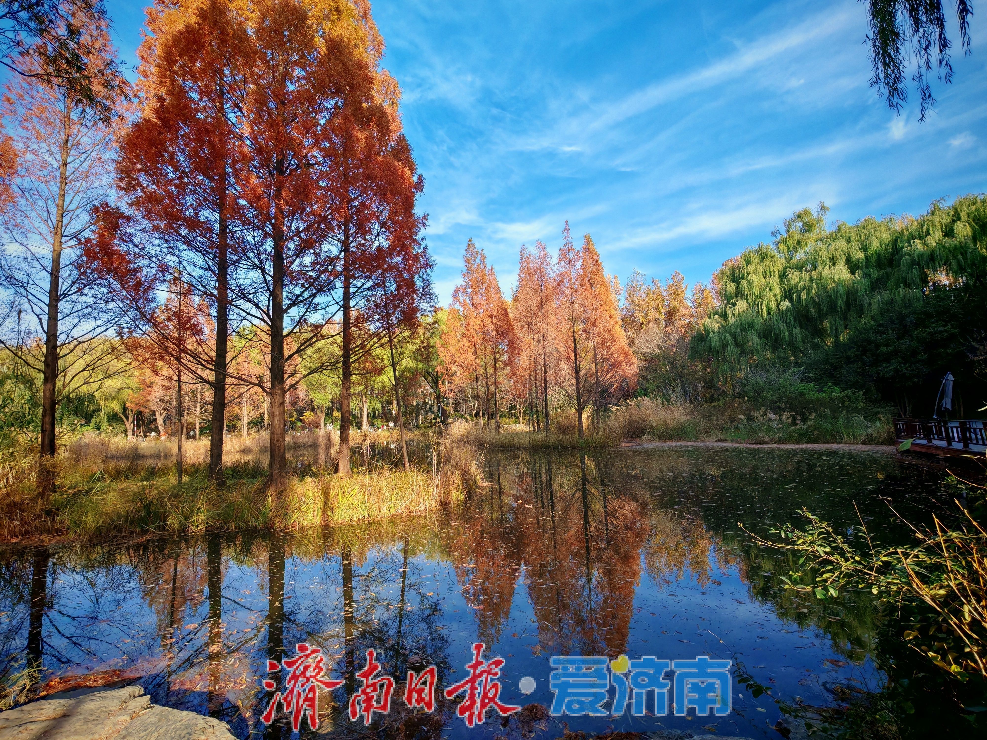 济南森林公园水杉林“红”了，这份惊艳藏不住了！