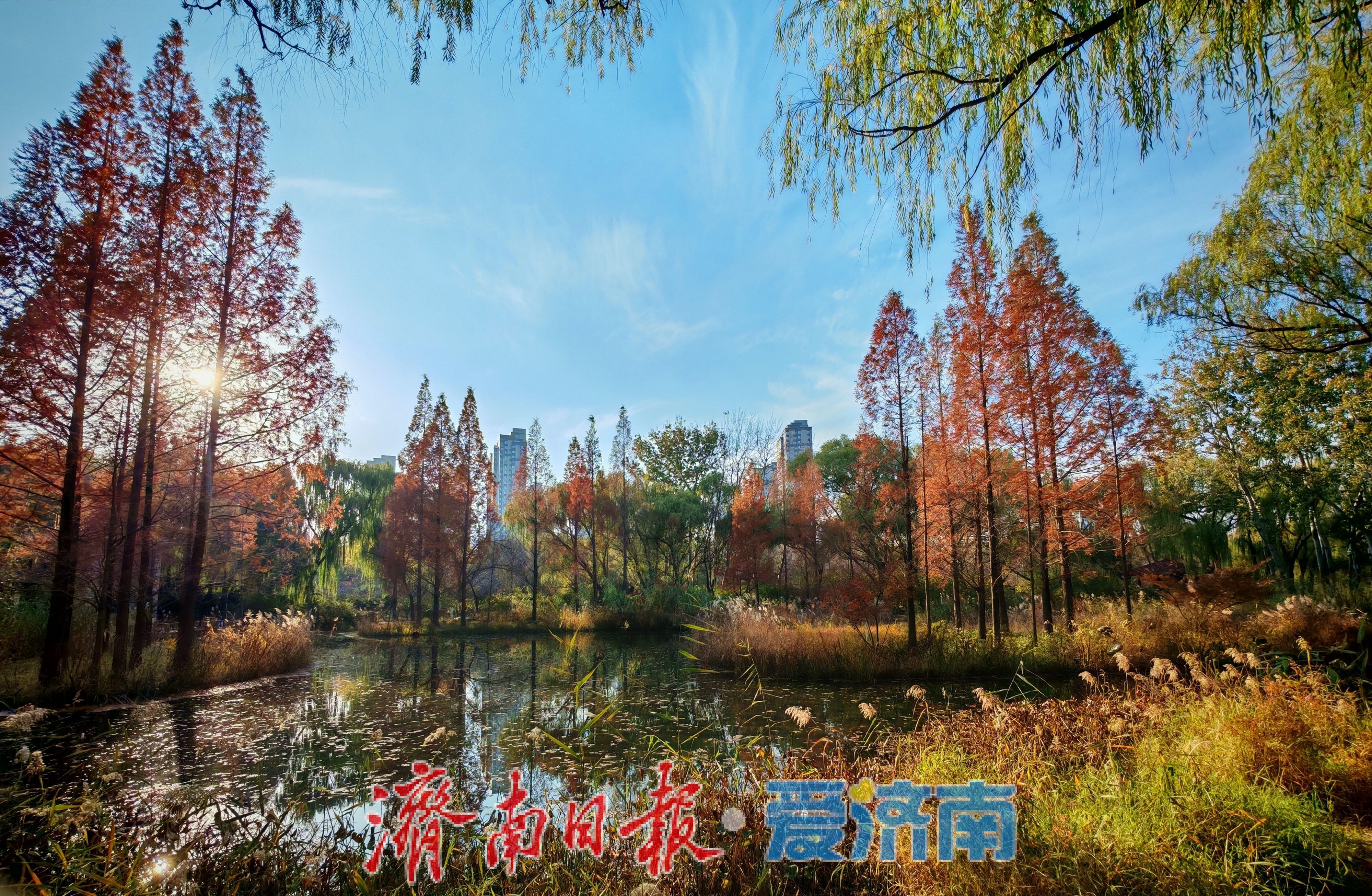 济南森林公园水杉林“红”了，这份惊艳藏不住了！