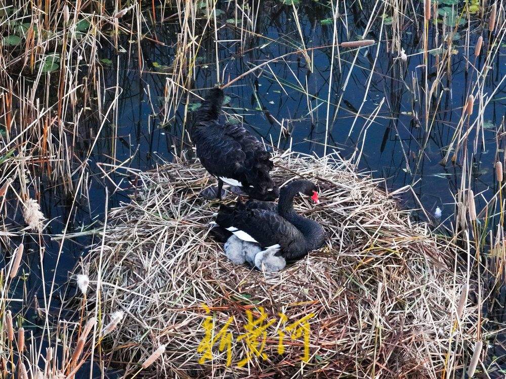 萌化了!跟着黑天鹅宝宝畅游济南华山湖