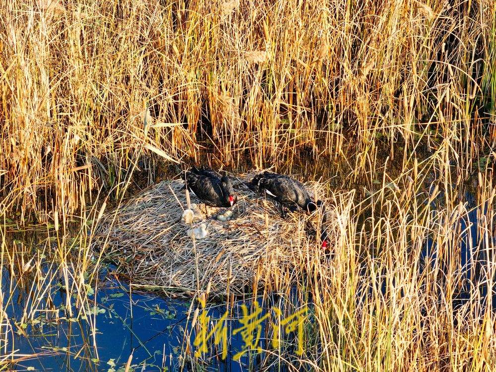 萌化了!跟着黑天鹅宝宝畅游济南华山湖