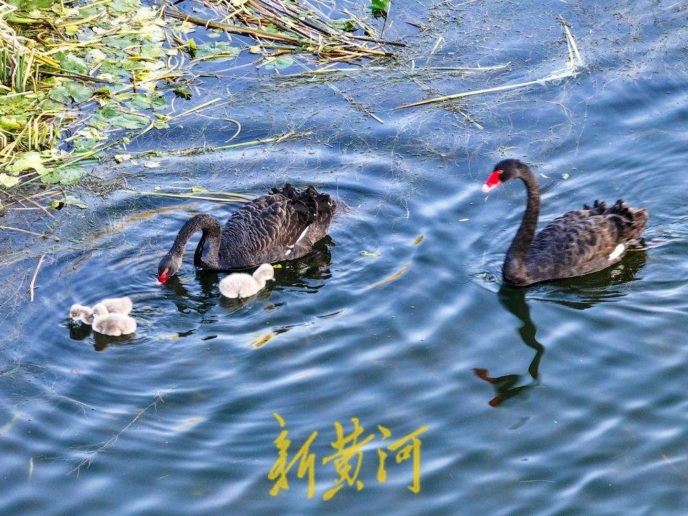 萌化了!跟着黑天鹅宝宝畅游济南华山湖