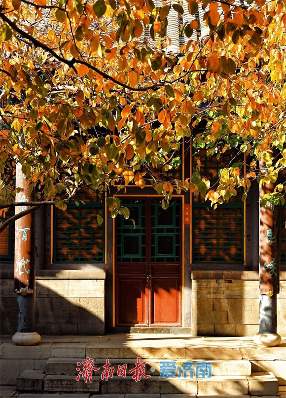 一年四季 泉在济南丨万竹园木瓜院美出圈，趵突泉公园深处藏着一处“黄金庭院”