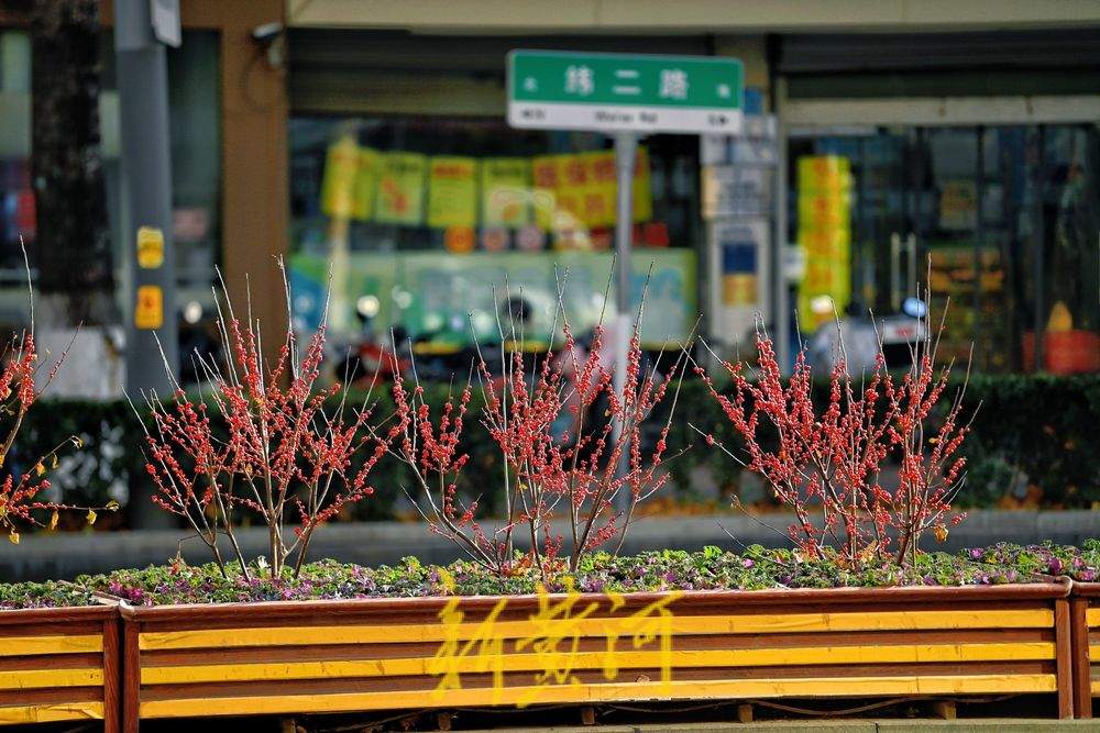 一年四季 泉在济南丨冬日花卉扮靓济南道路
