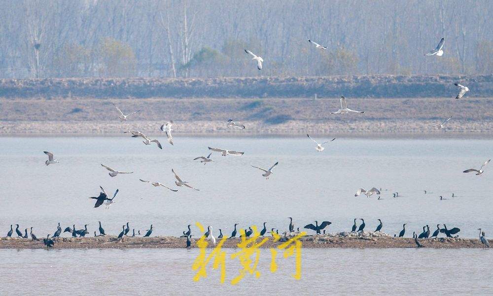 成群野生鸟落户鹊山水库沉沙池越冬