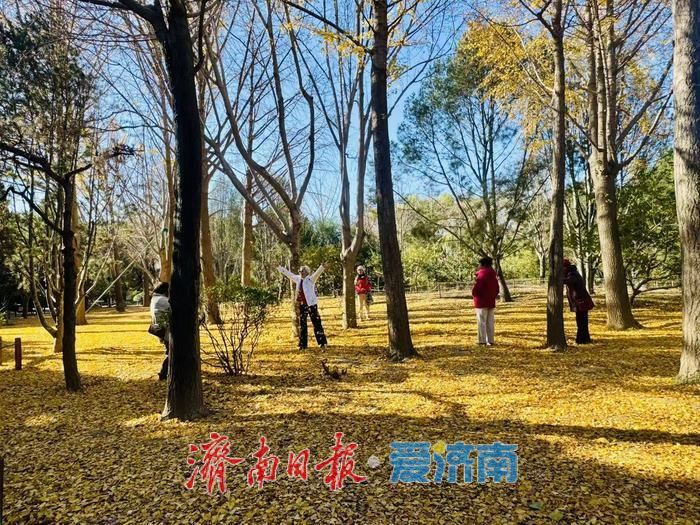 泉城公园银杏叶铺金 市民游客打卡赏冬景