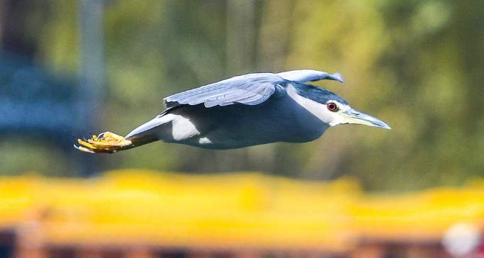 一年四季 泉在济南丨鹭鸟栖息大明湖越冬 五连拍看鸟儿踏水觅食