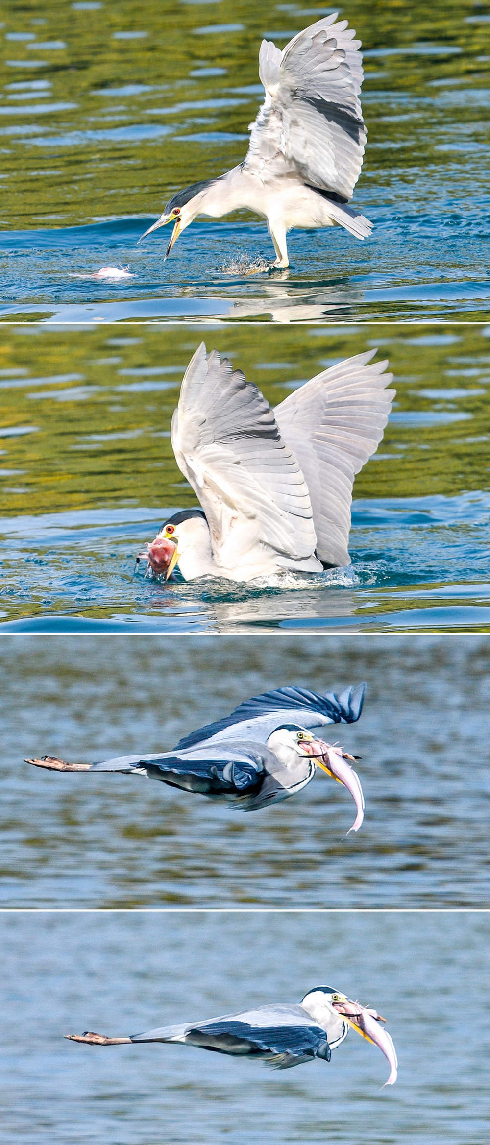 一年四季 泉在济南丨鹭鸟栖息大明湖越冬 五连拍看鸟儿踏水觅食