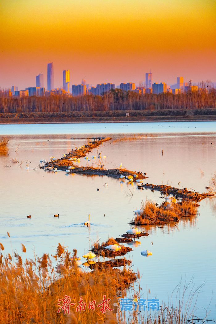 黄河畔的“天鹅越冬秘境” 鹊山水库沉沙池见证济南生态蝶变