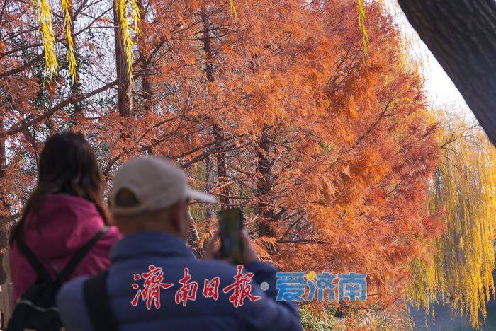 大明湖四象限机位 褚红杉林美到出圈