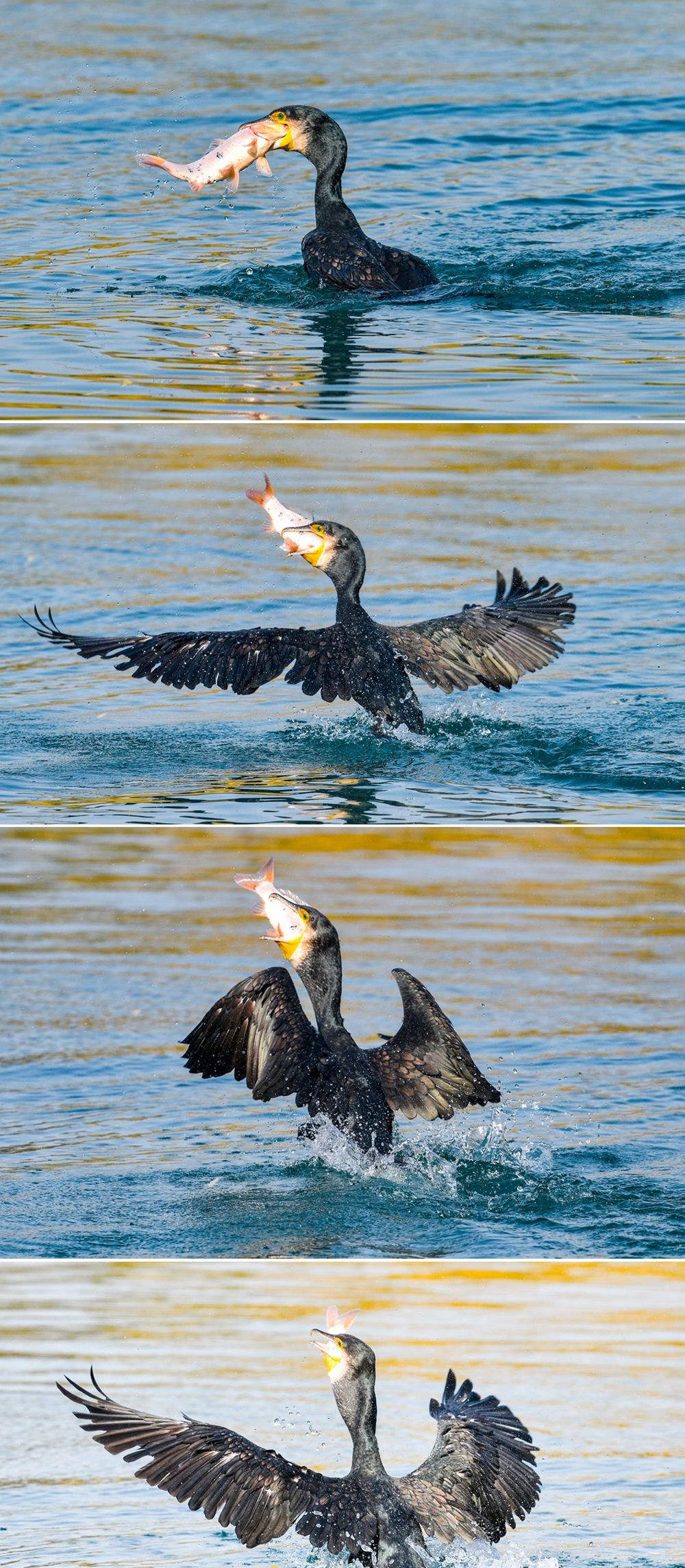 鸟“吃货团”来济，做客大明湖“聚餐”