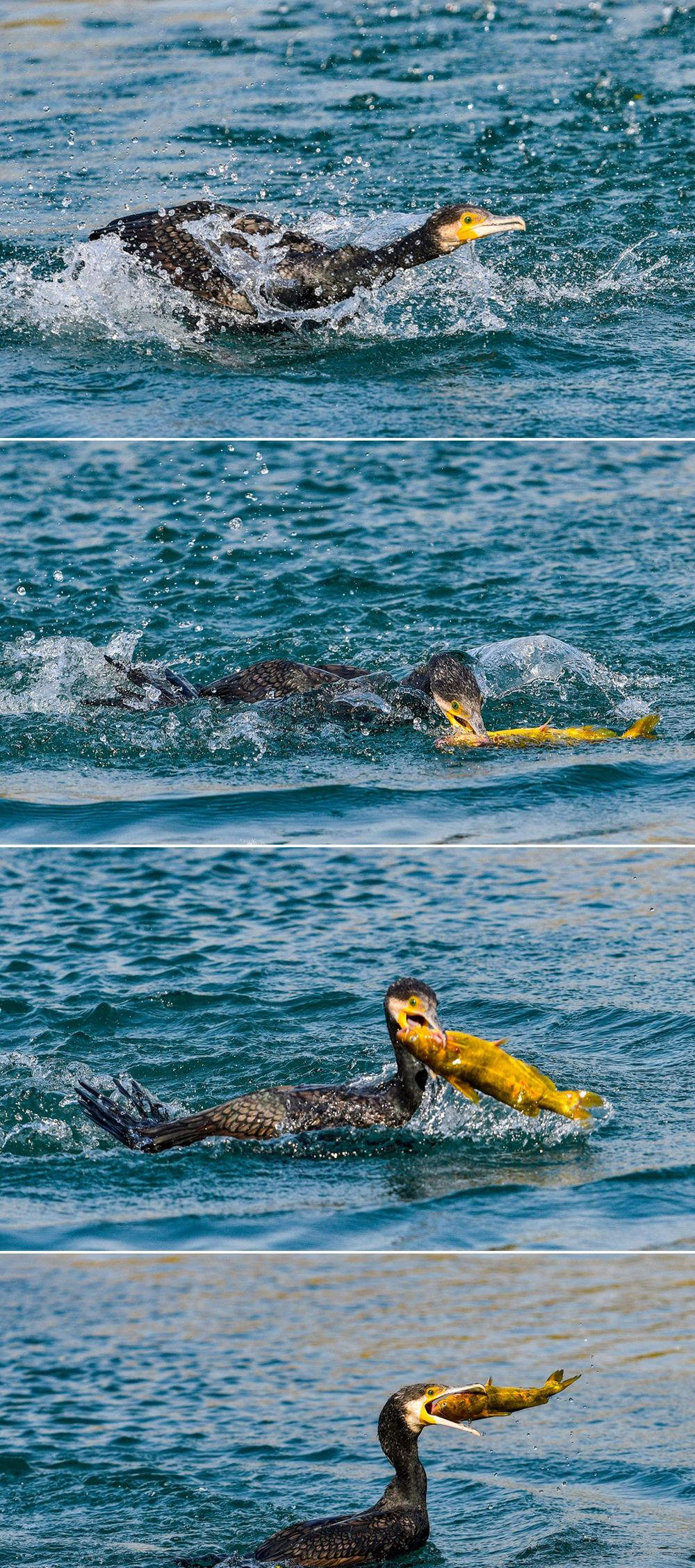 鸟“吃货团”来济，做客大明湖“聚餐”