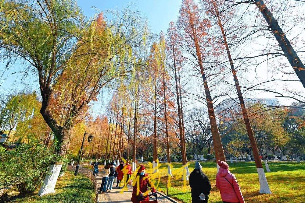 五龙潭水杉翠柳相映，红绿相间扮靓泉城冬日