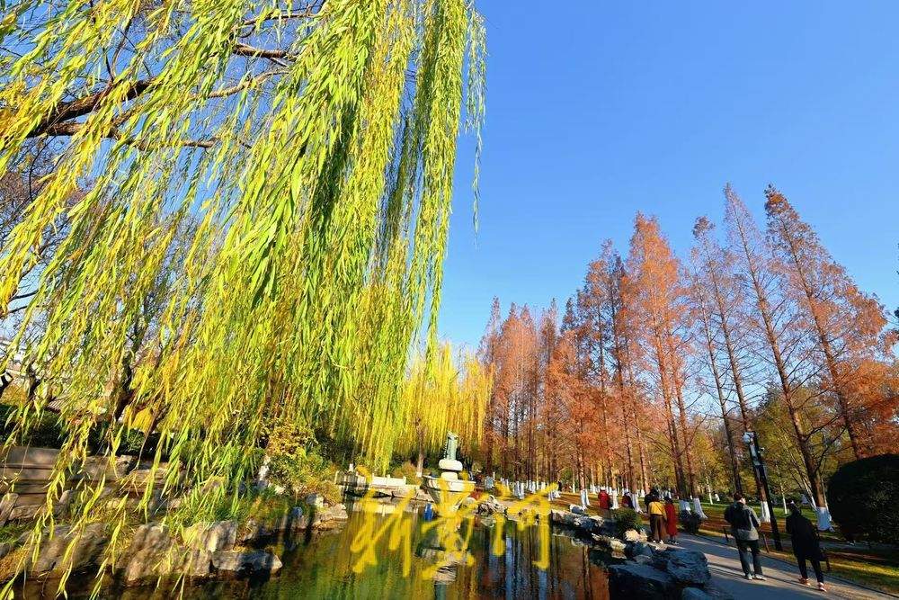 五龙潭水杉翠柳相映，红绿相间扮靓泉城冬日