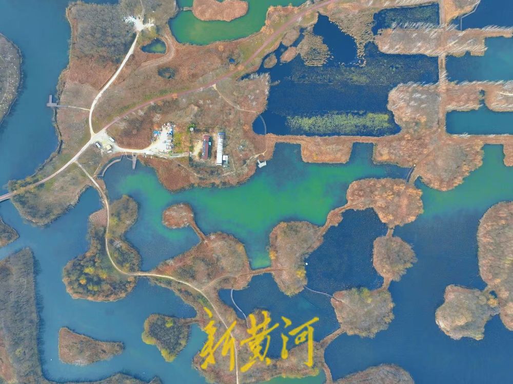 济西国家湿地公园芦苇丛生，冬日景色正浓