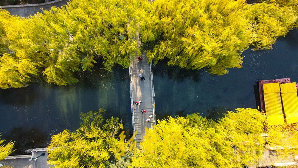 垂柳依依色彩斑斓，济南冬日护城河畔诗意浓