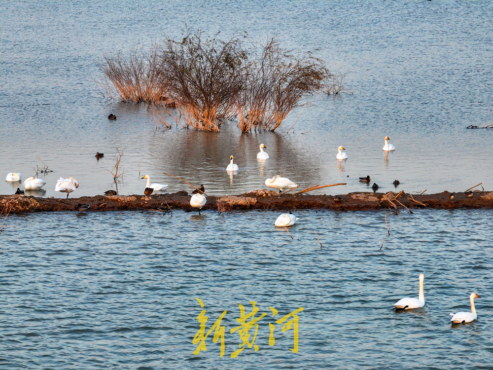 候鸟齐聚黄河岸！济南鹊山水库沉沙池变身“天鹅剧场”
