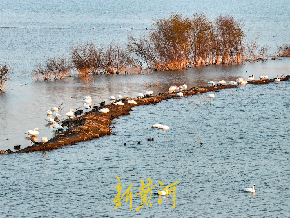 候鸟齐聚黄河岸！济南鹊山水库沉沙池变身“天鹅剧场”