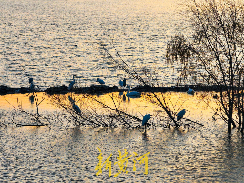 候鸟齐聚黄河岸！济南鹊山水库沉沙池变身“天鹅剧场”