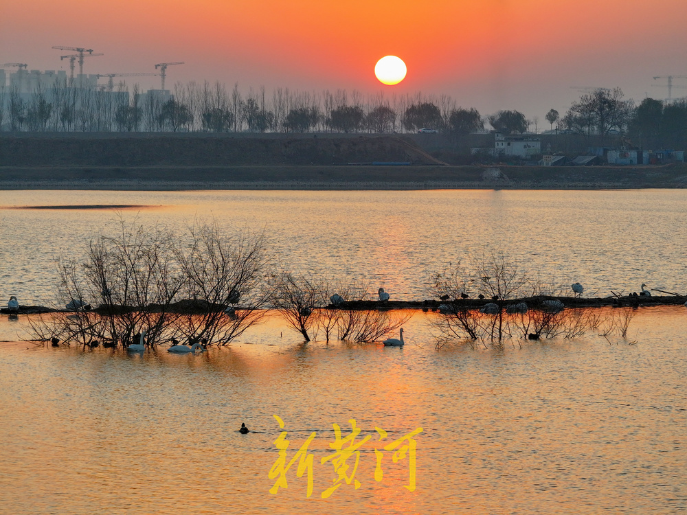 候鸟齐聚黄河岸！济南鹊山水库沉沙池变身“天鹅剧场”