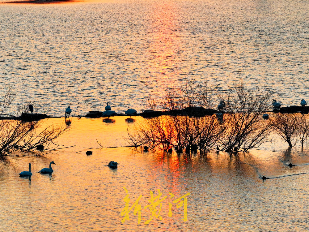候鸟齐聚黄河岸！济南鹊山水库沉沙池变身“天鹅剧场”